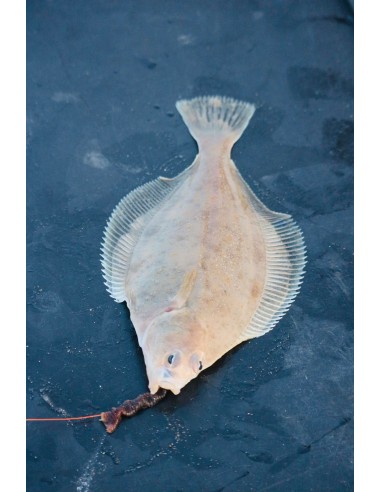 Nylon sans mémoire Memory Free Low Frequency...